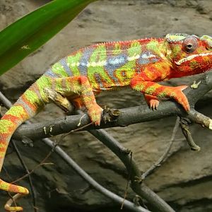 Furcifer pardalis