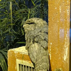 Podargus strigoides strigoides