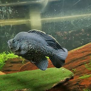 Paratilapia polleni