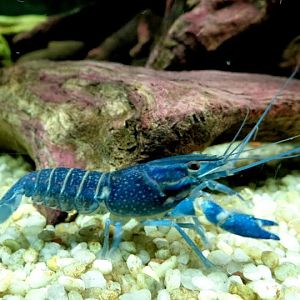 Cherax quadricarinatus