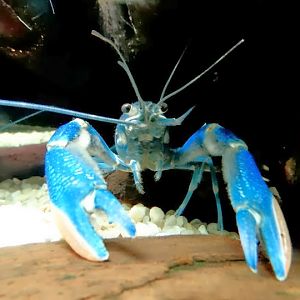 Cherax quadricarinatus