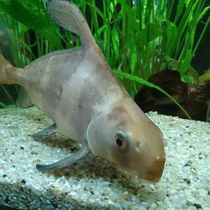 Myxocyprinus asiaticus