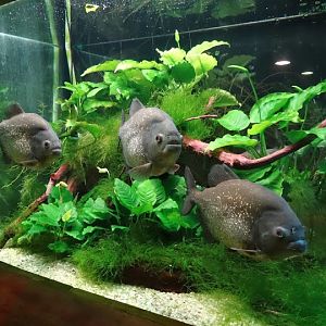 Pygocentrus nattereri