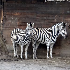 Equus burchelli chapmanni
