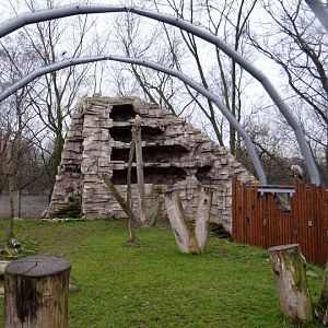 Aviary of Gyps fulvus