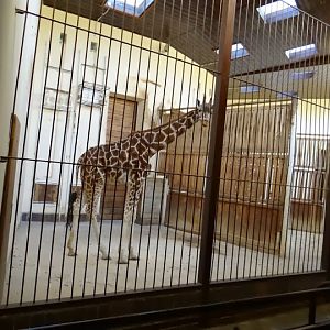 Giraffa camelopardalis rothschildi