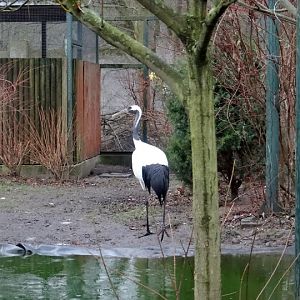 Grus japonensis