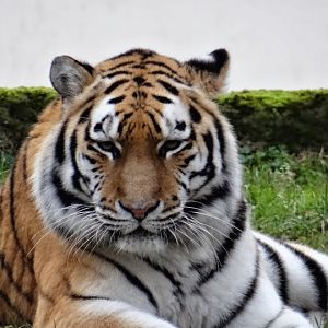 Panthera tigris altaica