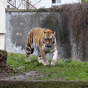 Panthera tigris altaica