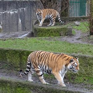 Panthera tigris altaica