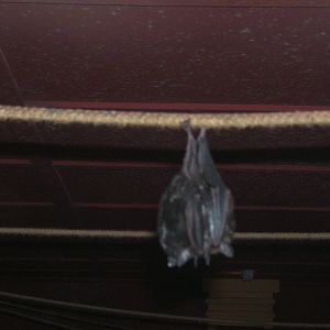 Seba`s Short-tailed Bat