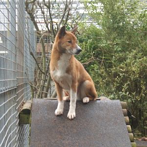 New Guinea Singing Dog