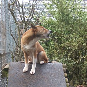 New Guinea Singing Dog