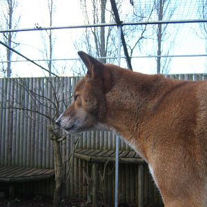 New Guinea Singing Dog