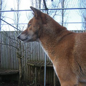 New Guinea Singing Dog