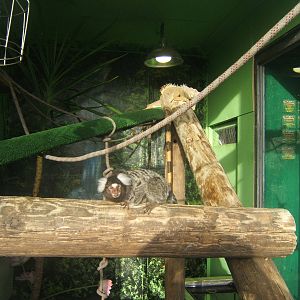 Common Marmoset and Green Iguana Exhibit