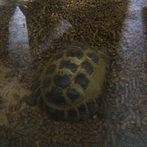 Horsefeld`s Tortoise