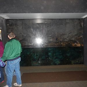 Festival of Lights 2013 - Wings of the World - Arctic Sea Cliffs + Viewing