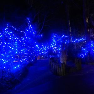 Festival of Lights 2013 - Garden of Peace