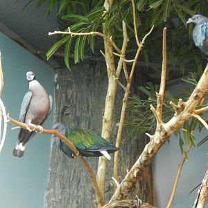 Festival of Lights 2013 - Wings of the World - Black-collared Fruit Pigeon