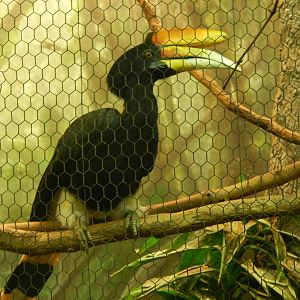 Festival of Lights 2013 - Wings of the World - Rhinoceros Hornbill