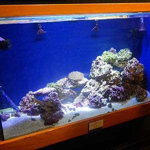 Festival of Lights 2013 - Manatee Springs - Mixed Aquatic Tank
