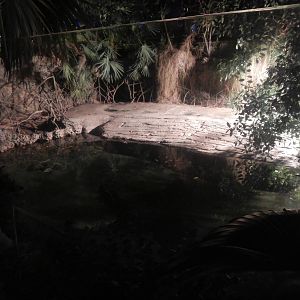 Festival of Lights 2013 - Manatee Springs - American Crocodile Exhibit