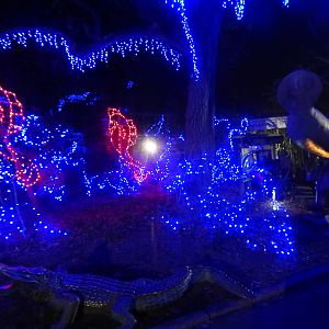 Festival of Lights 2013 - Manatee Springs
