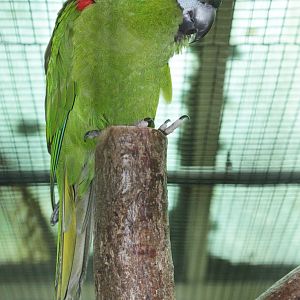 Red-shouldered Macaw (Diopsittaca nobilis nobilis)