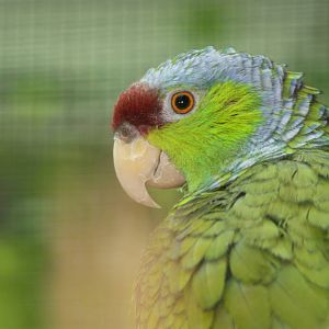 Lilac-crowned Amazon (Amazona finschi)