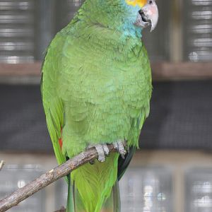 Red-browed Amazon (Amazona rhodocorytha)