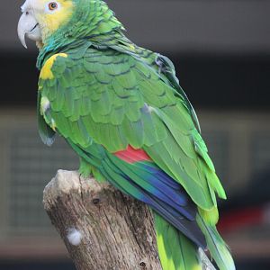 Yellow-shouldered Amazon (Amazona barbadensis)