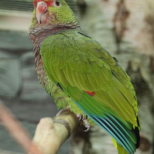 Vinaceous Amazon (Amazona vinacea)