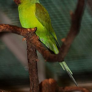 Plain Parakeet (Brotogeris tirica) October 2009