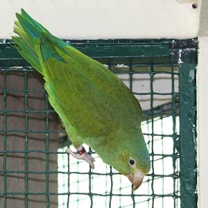 Cobalt-winged Parakeet (Brotogeris cyanoptera cyanoptera)