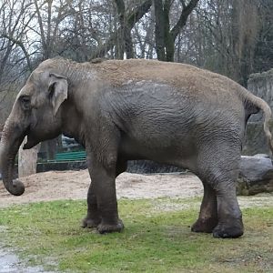 Elephas maximus