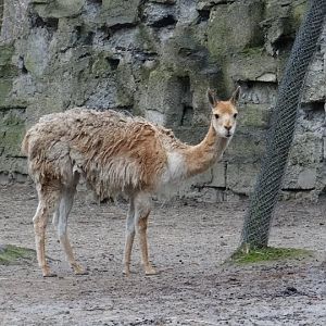 Vicunga vicunga
