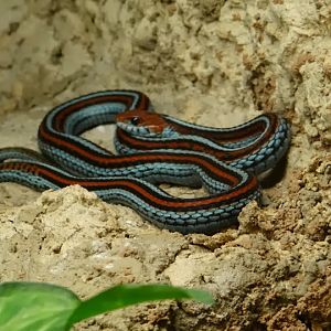 Thamnophis sirtalis tetrataenia
