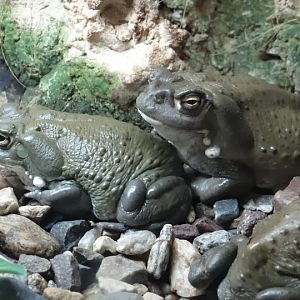 Bufo alvarius