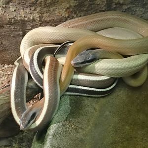 Orthriophis teaniura ridleyi