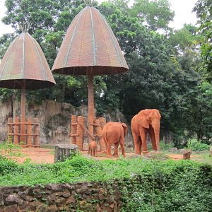 Magnificent Red Elephants