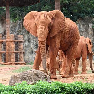 Magnificent Red Elephants