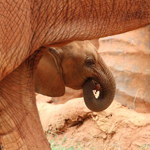 Magnificent Red Elephants