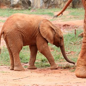 Magnificent Red Elephants