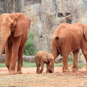 Magnificent Red Elephants