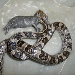 Corn snake