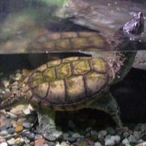 Common Snapping Turtle (Chelydra serpentina)