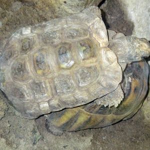 South African Bowsprint (Chersina angulata)