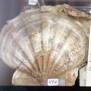 Jefferson's Chesapeake Scallop (Chesapecten jeffersonius)