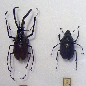 Darwin's Beetle (Chiasognathus grantii)
